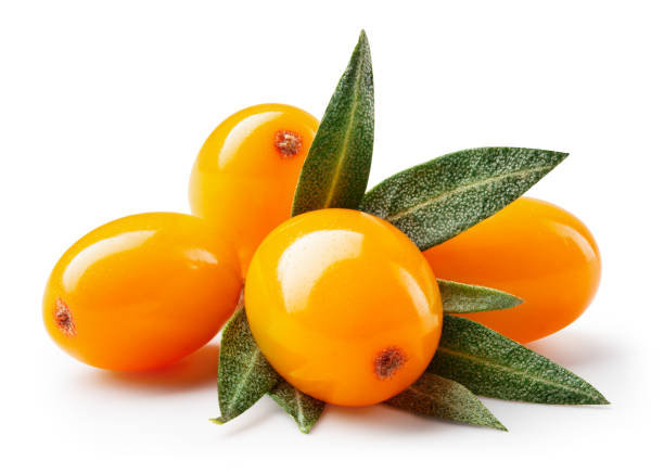 Sea Buckthorn