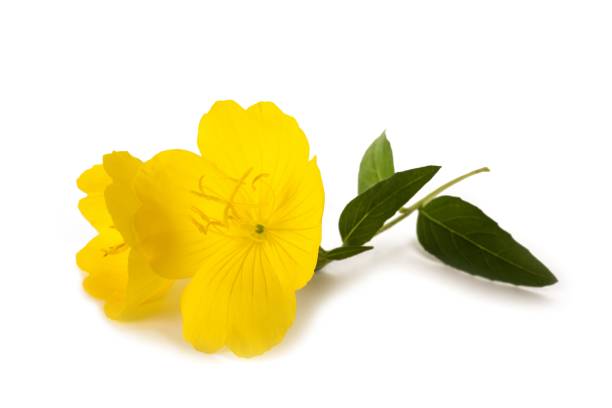 Evening Primrose Oil