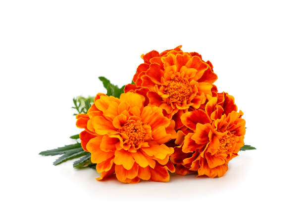 Marigold
