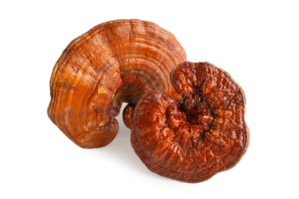 Reishi Mushrooms