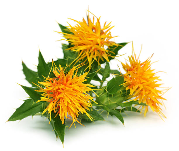 Safflower Seed Oil