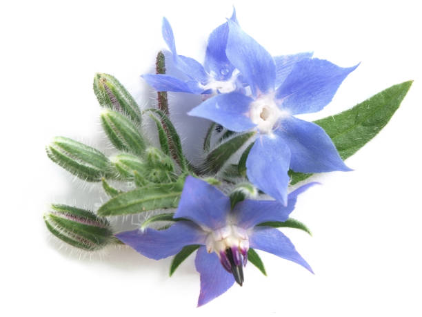 Starflower Oil